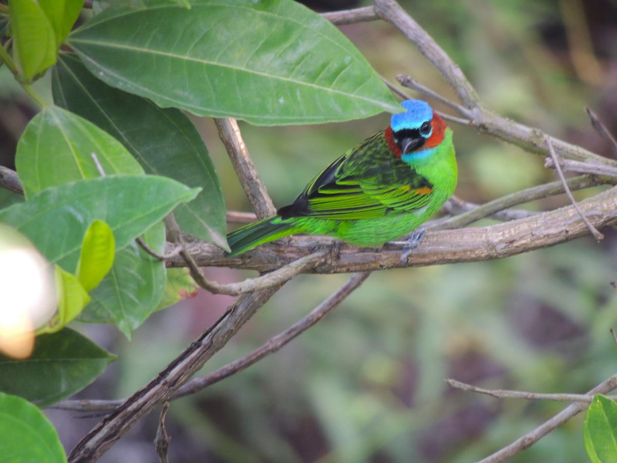 Red-necked Tanager - ML619901466