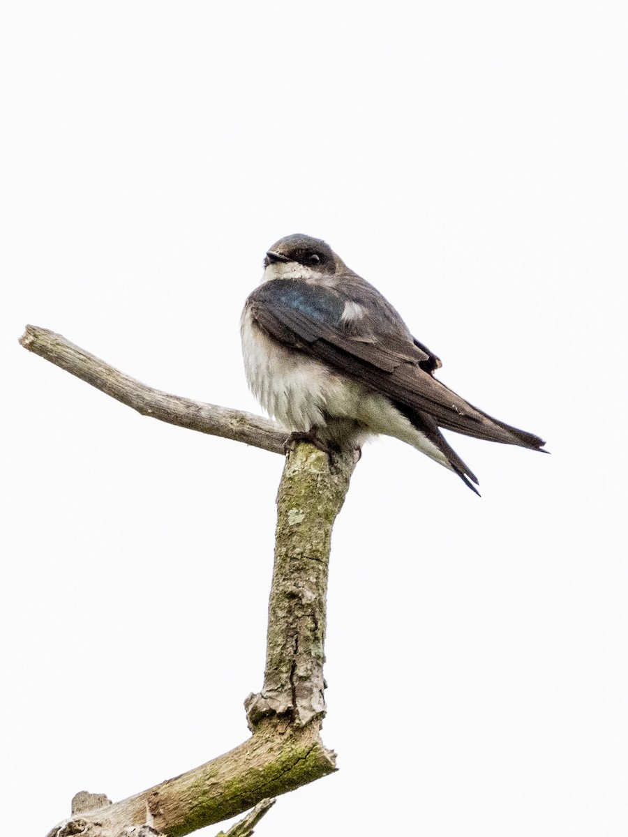 Tree Swallow - ML619901475