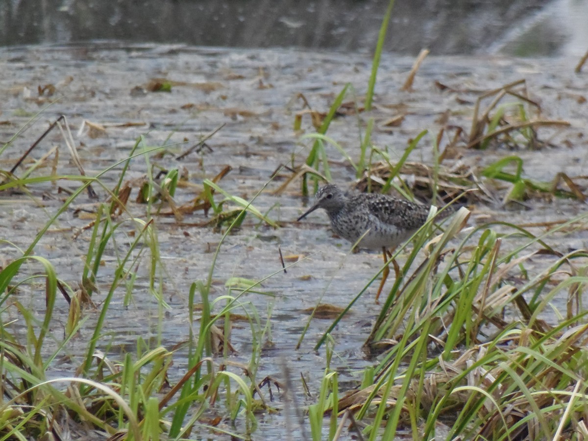 Lesser Yellowlegs - ML619901488