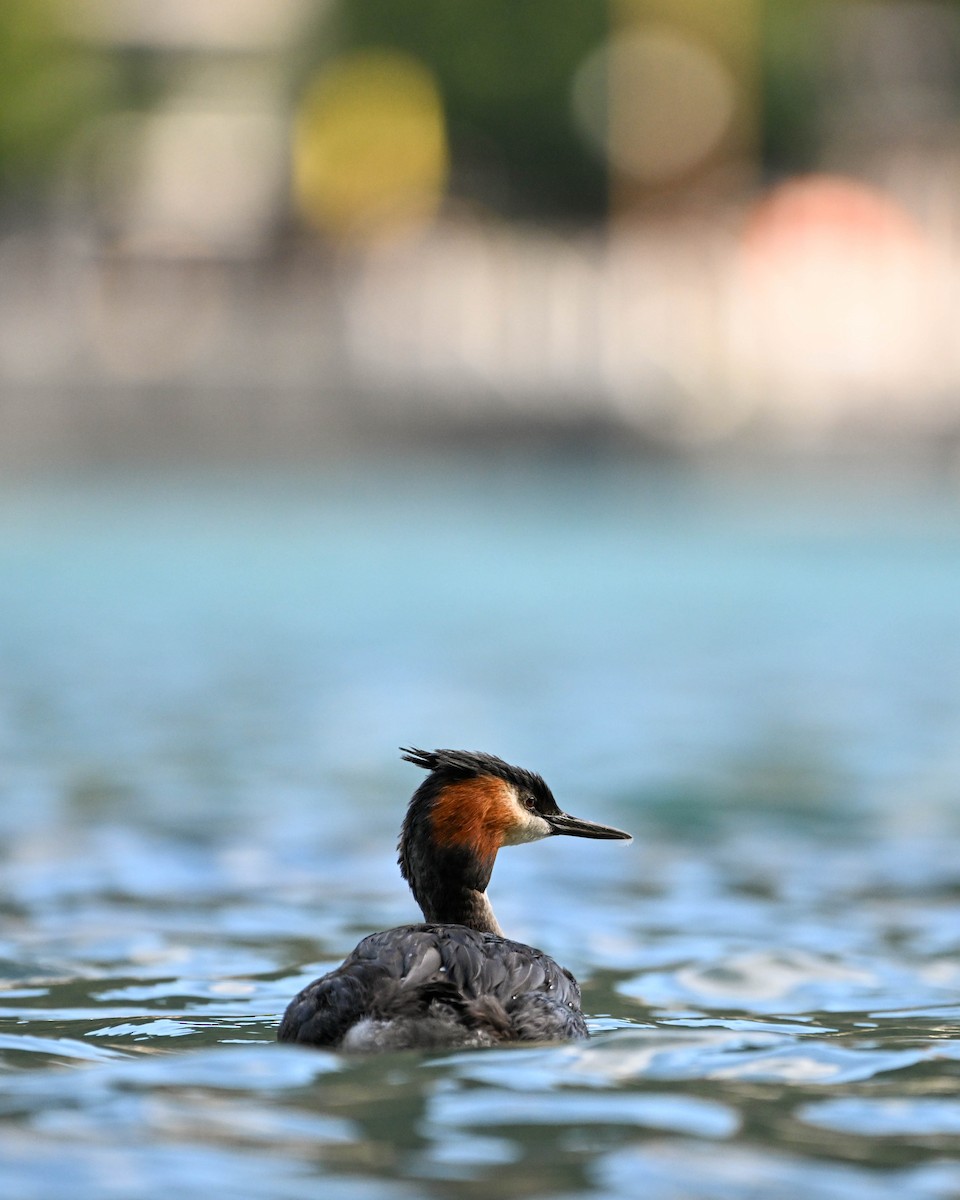 Great Crested Grebe - ML619901507