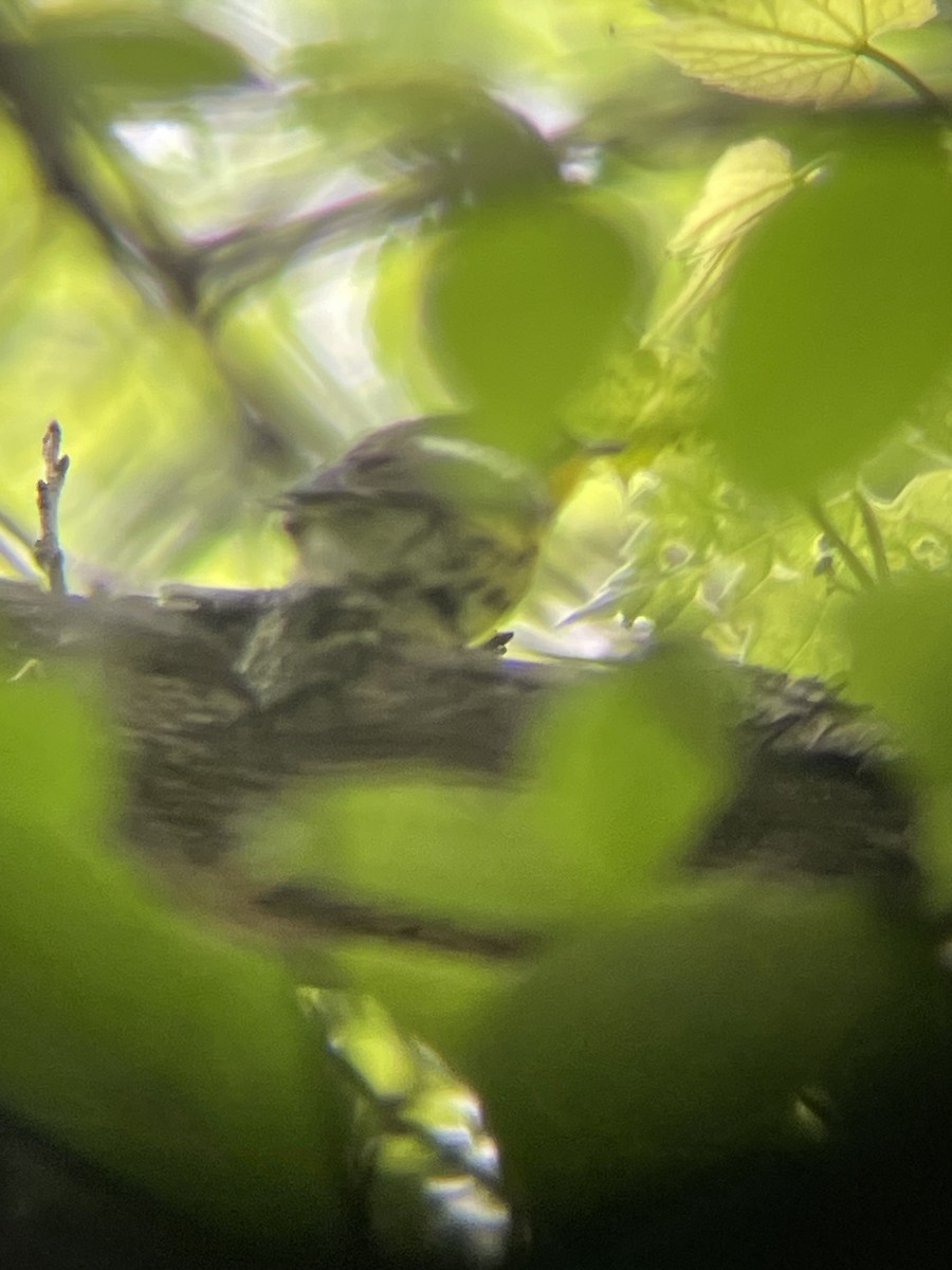 Magnolia Warbler - ML619901539