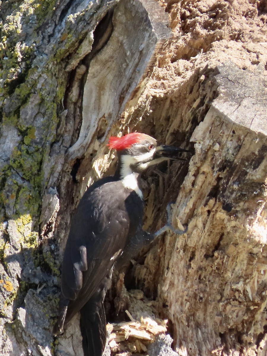 Pileated Woodpecker - ML619901544
