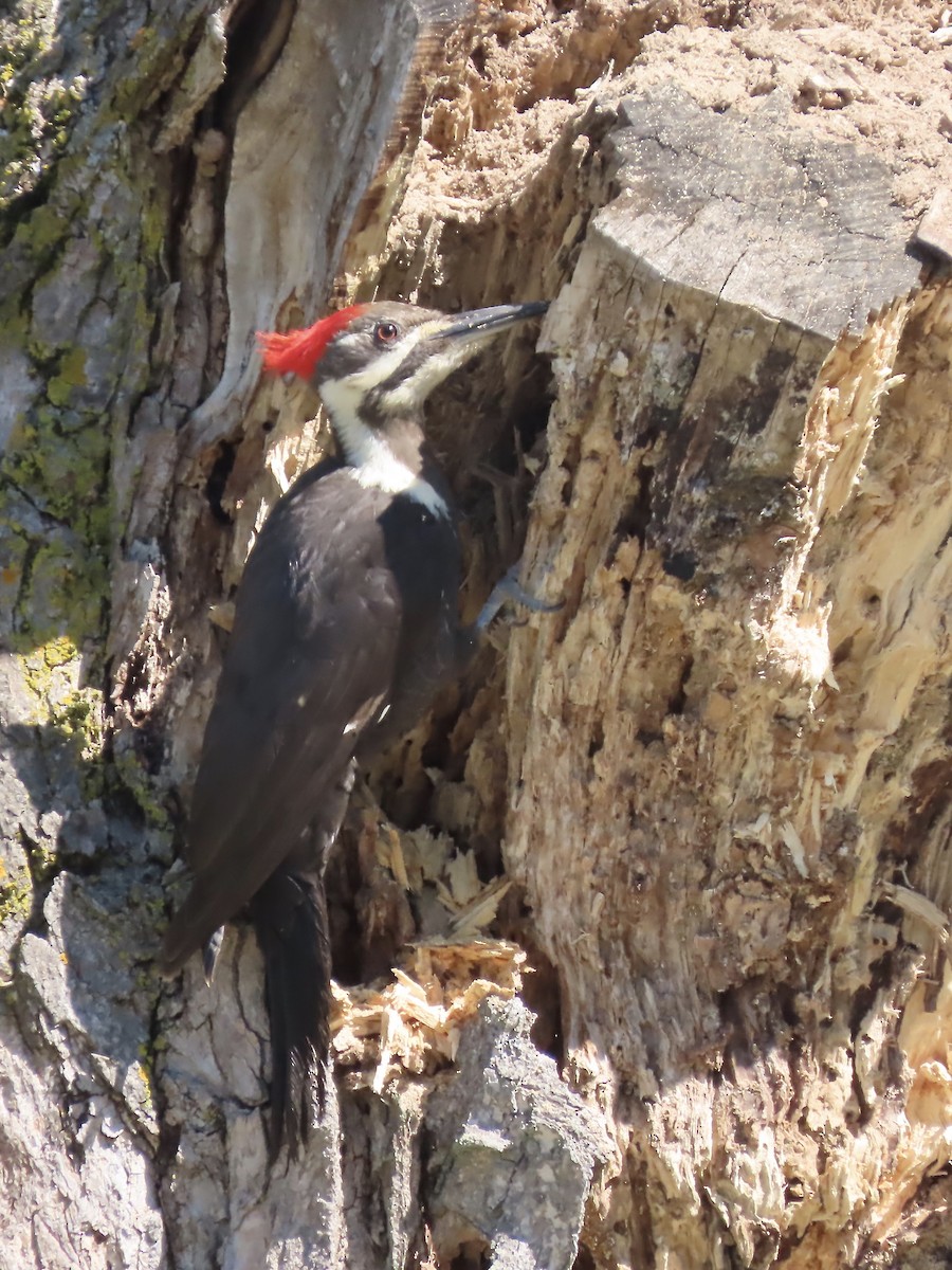 Pileated Woodpecker - ML619901545
