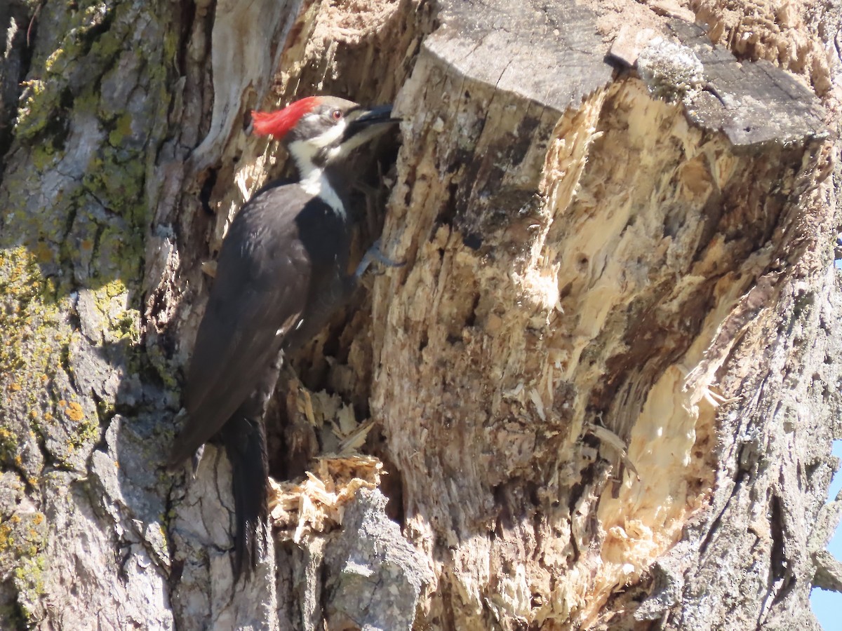 Pileated Woodpecker - ML619901547