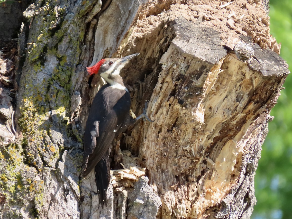 Pileated Woodpecker - ML619901548