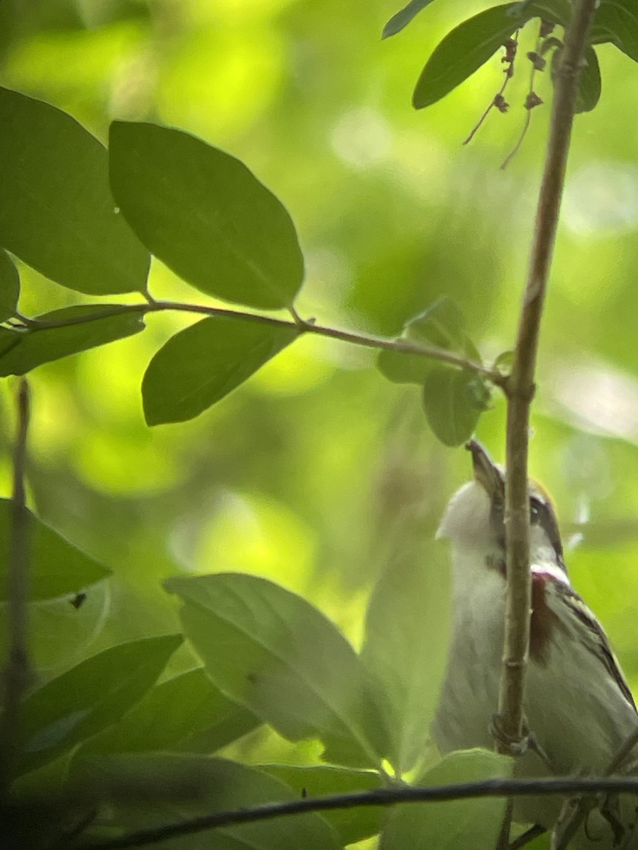 Chestnut-sided Warbler - ML619901549