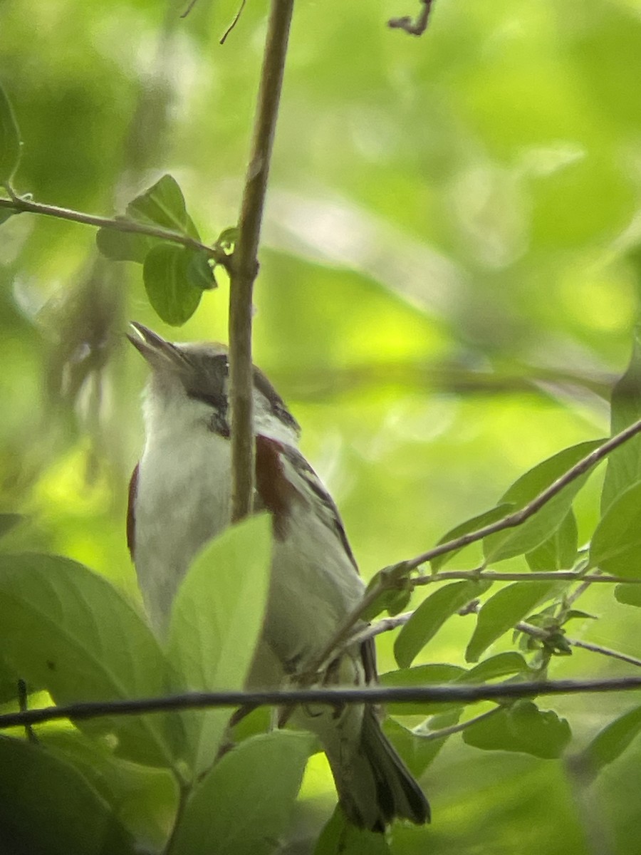 Chestnut-sided Warbler - Katrina Theisen