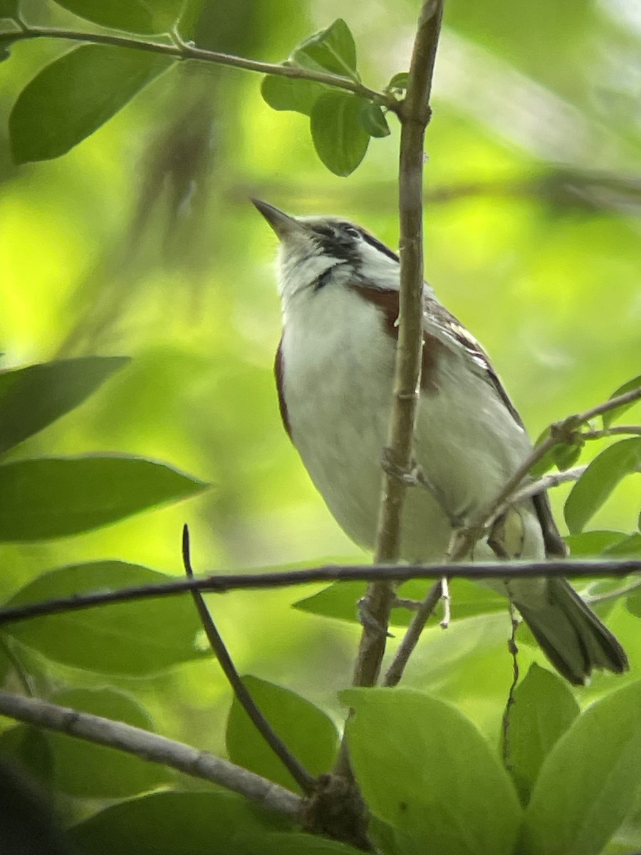 Chestnut-sided Warbler - ML619901551