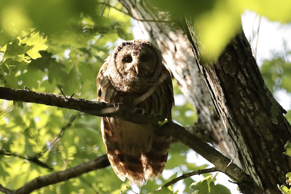 Barred Owl - ML619901553