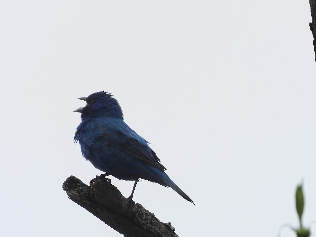 Indigo Bunting - ML619901565