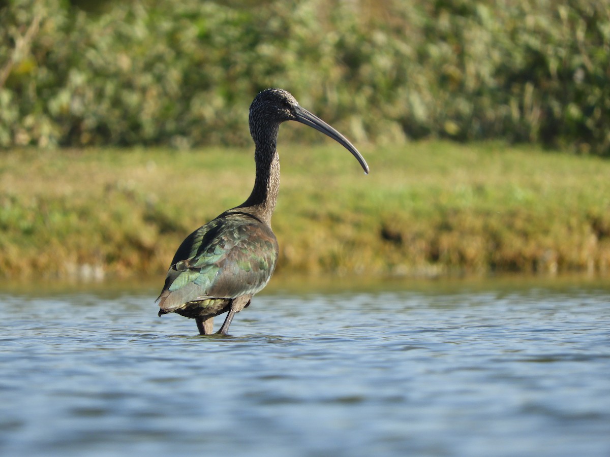 ibis americký - ML619901574