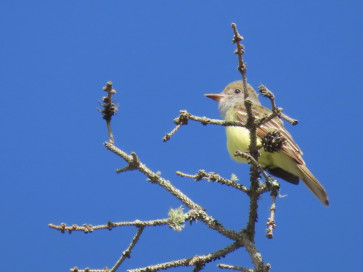 Great Crested Flycatcher - ML619901575