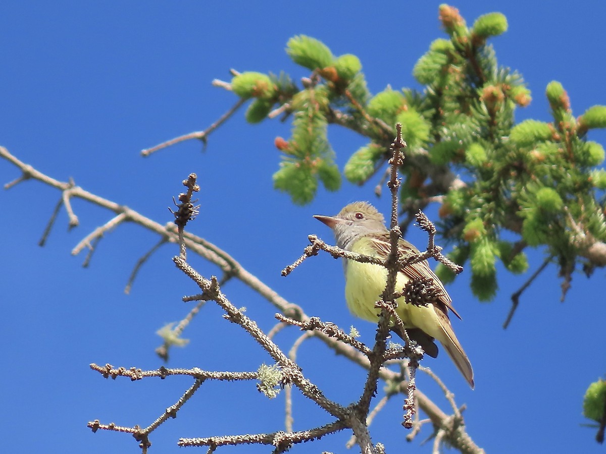 Great Crested Flycatcher - ML619901576