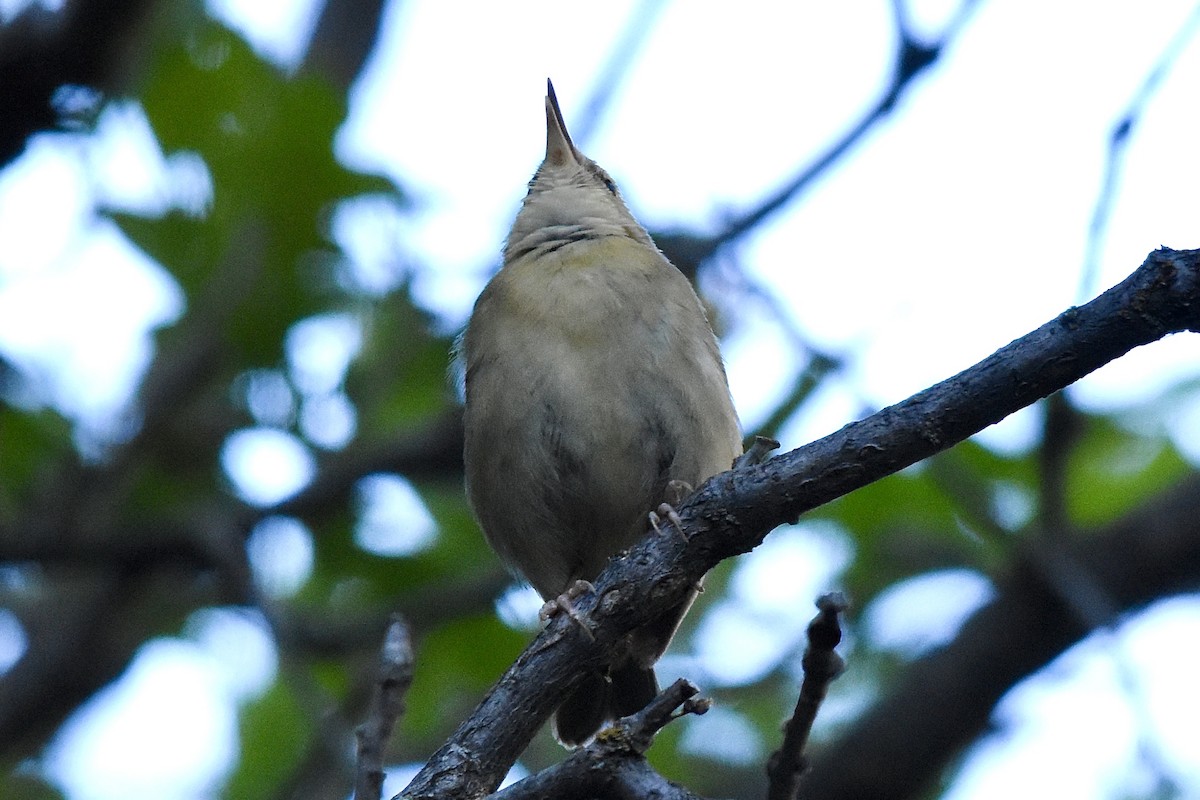 Worm-eating Warbler - ML619901584