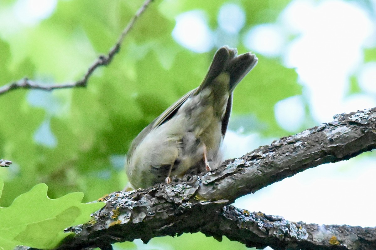 Worm-eating Warbler - ML619901585