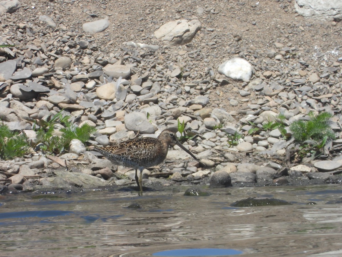 Short-billed Dowitcher - ML619901600