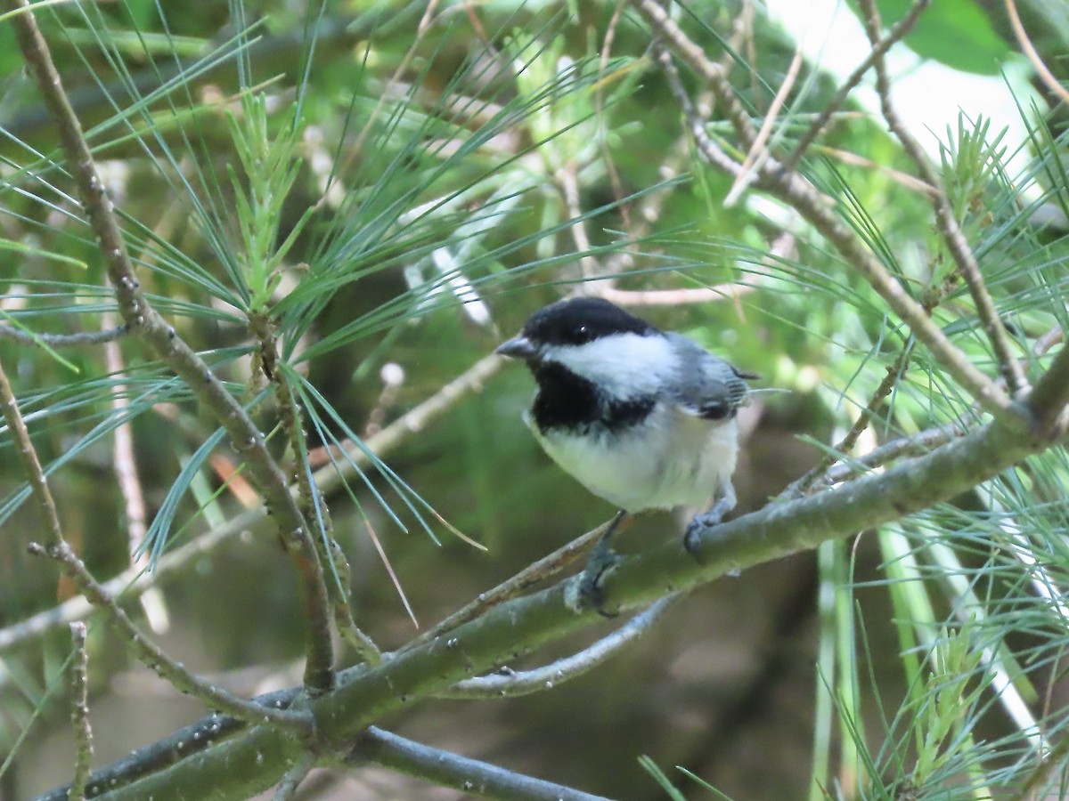 Black-capped Chickadee - ML619901605