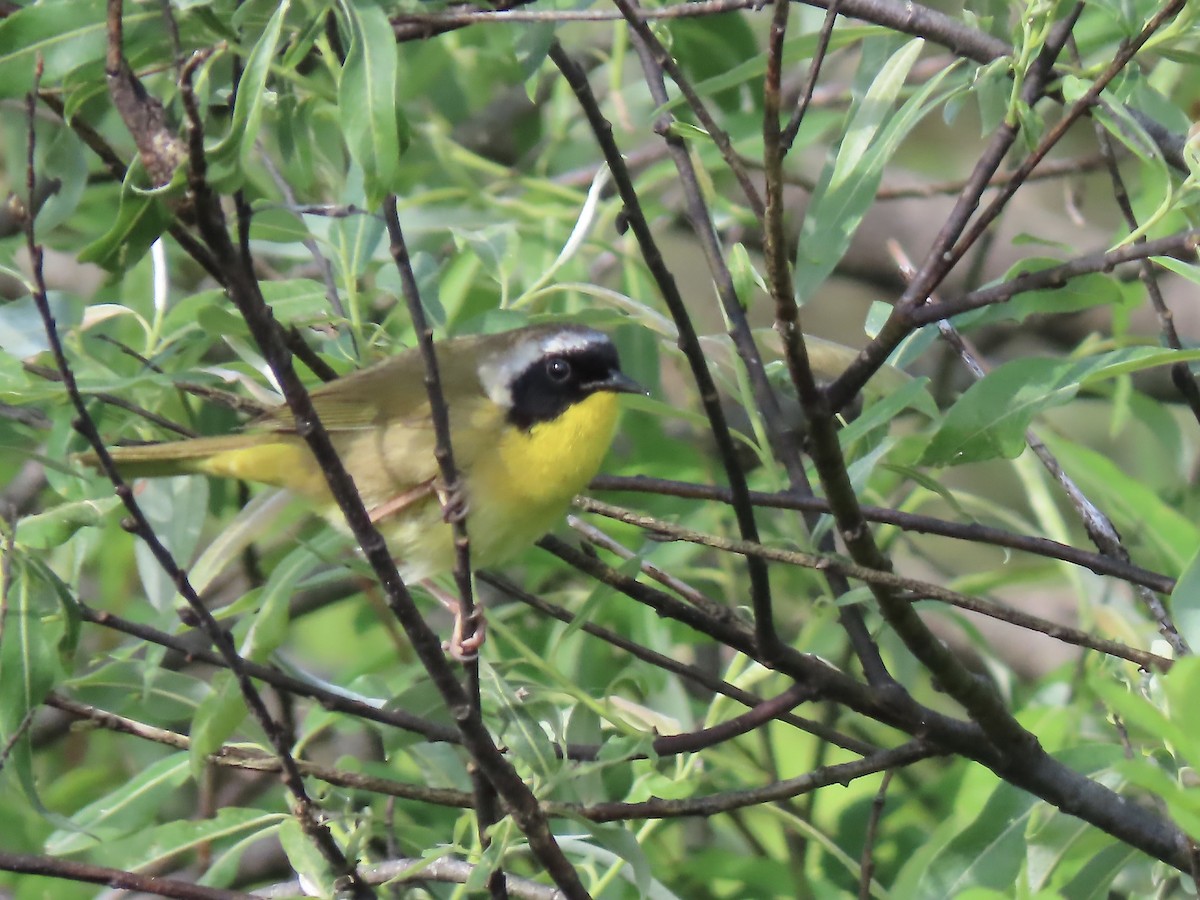 Common Yellowthroat - ML619901618