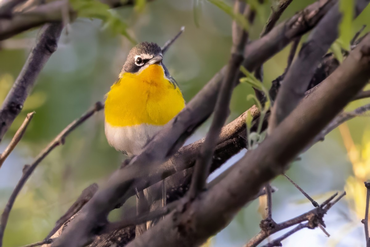 Yellow-breasted Chat - ML619901636