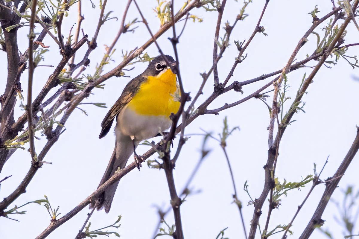 Yellow-breasted Chat - ML619901649