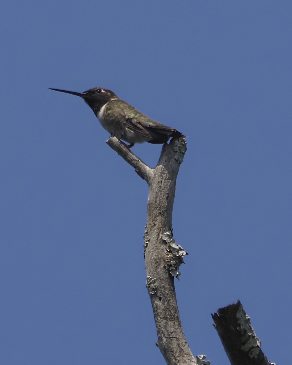 Kara Boğazlı Kolibri - ML619901660