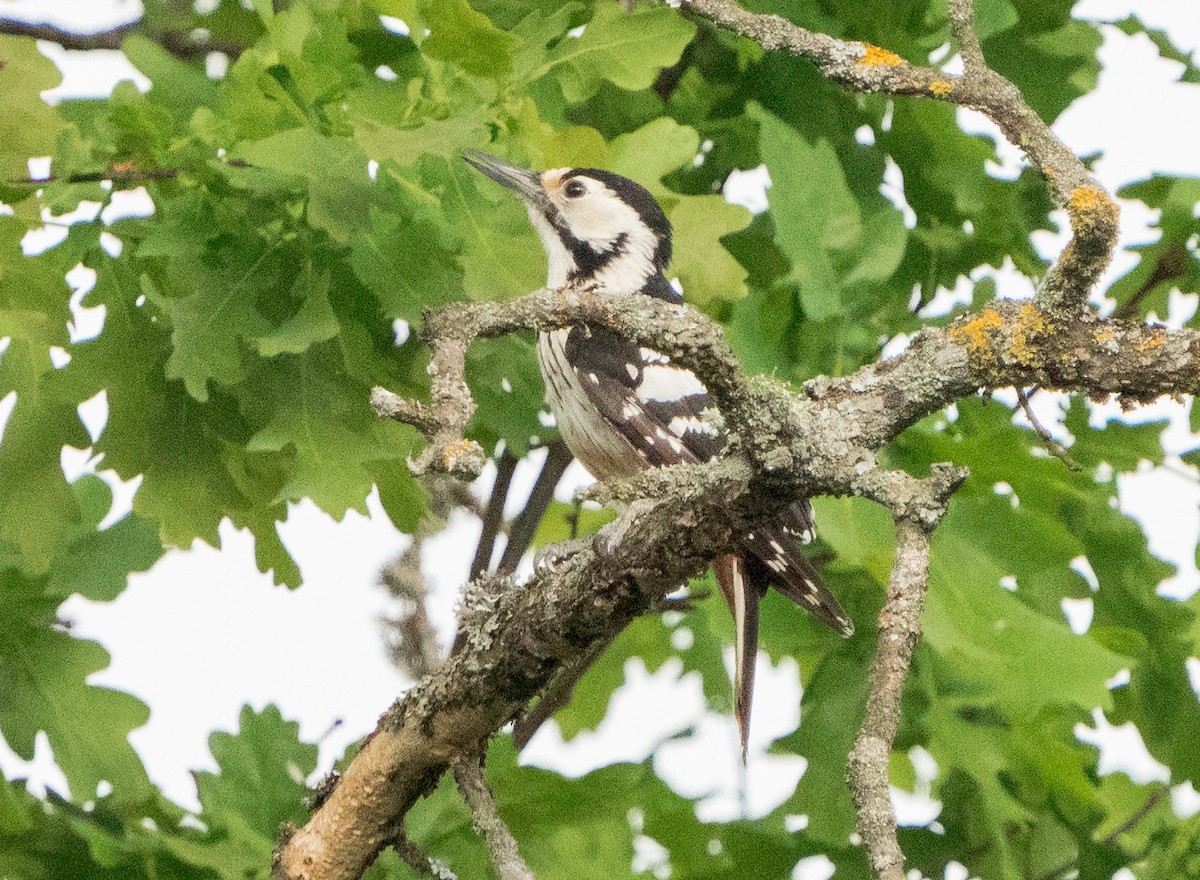 White-backed Woodpecker - ML619901662
