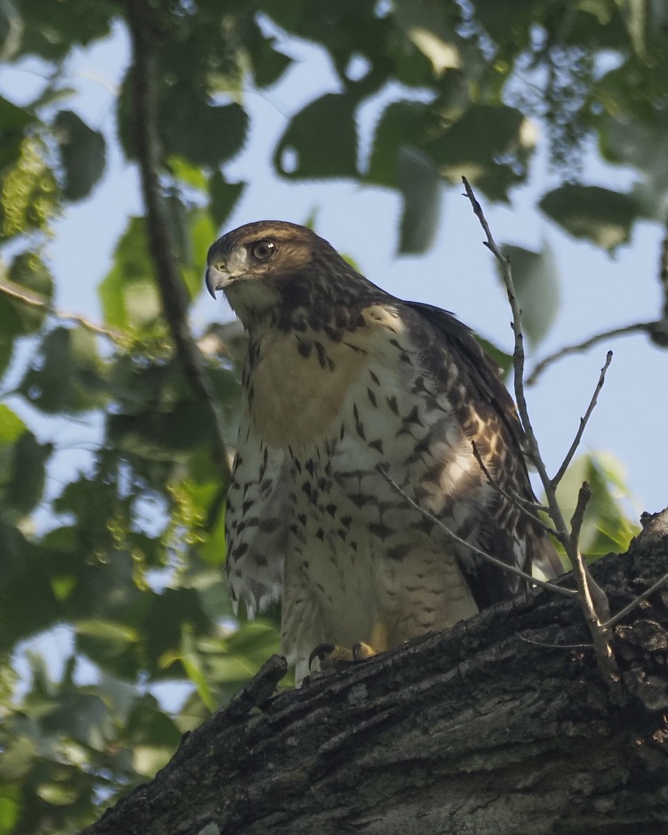 Red-tailed Hawk - ML619901664