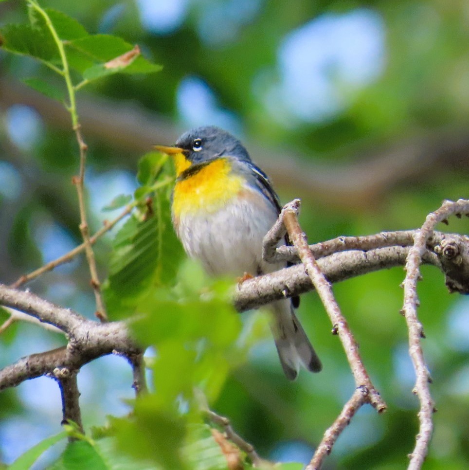 Northern Parula - ML619901667