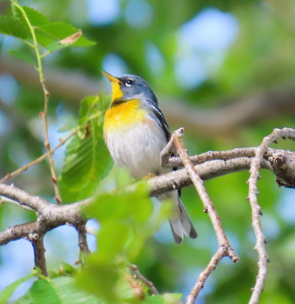 Northern Parula - ML619901668