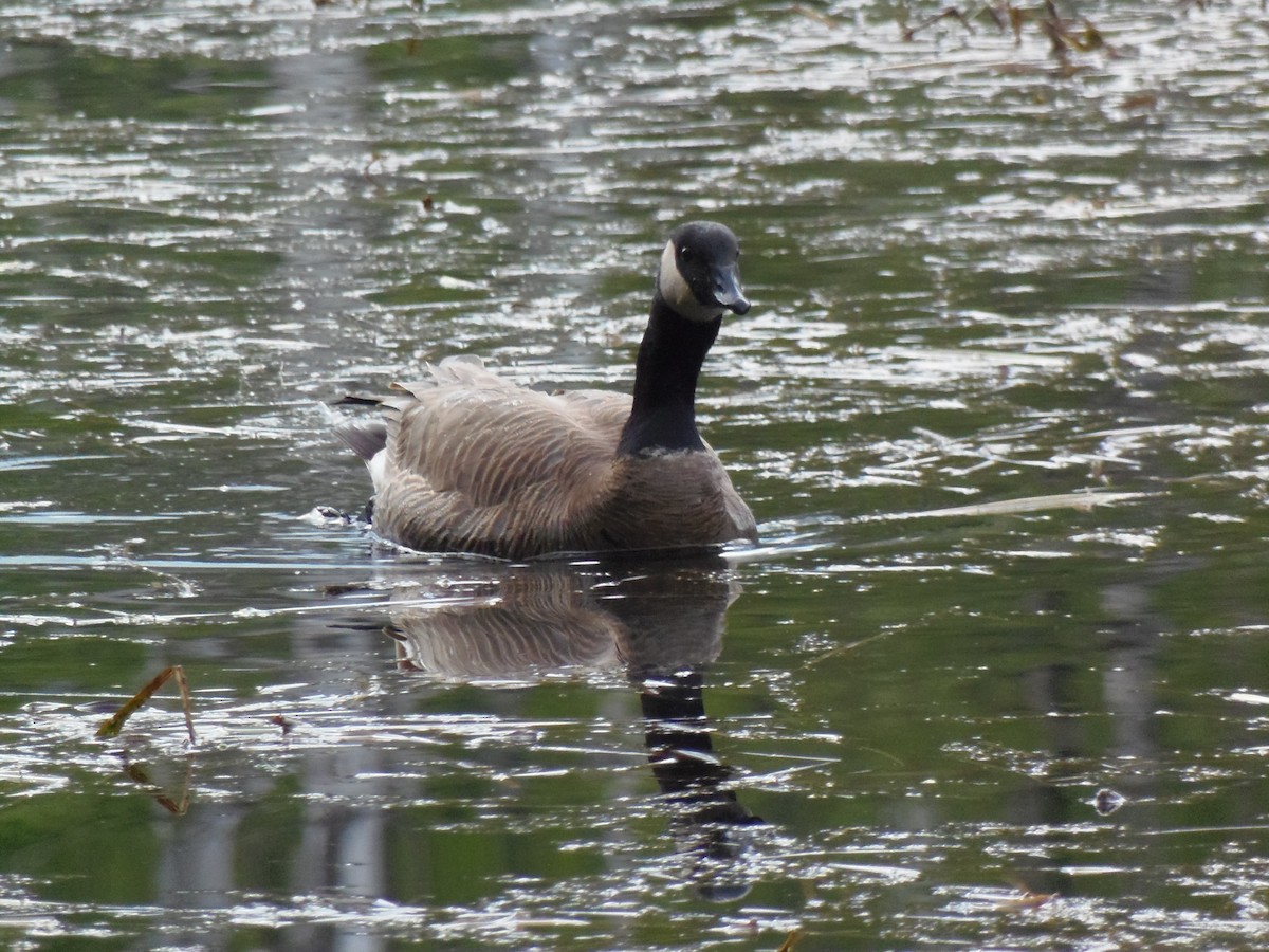 Canada Goose - ML619901685