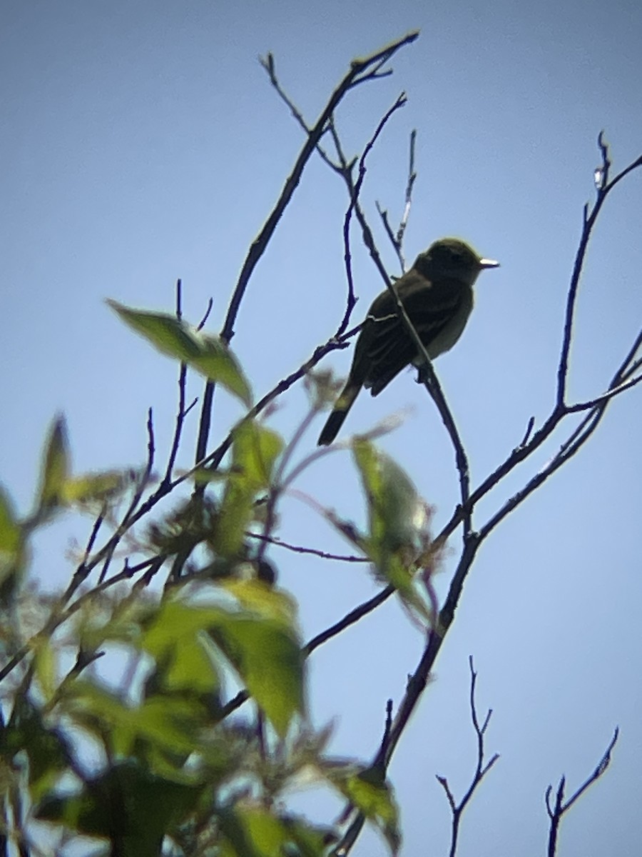 Empidonax sp. - ML619901688