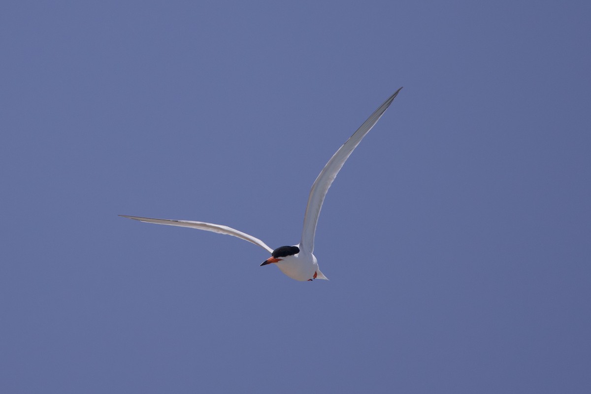 Roseate Tern - ML619901690