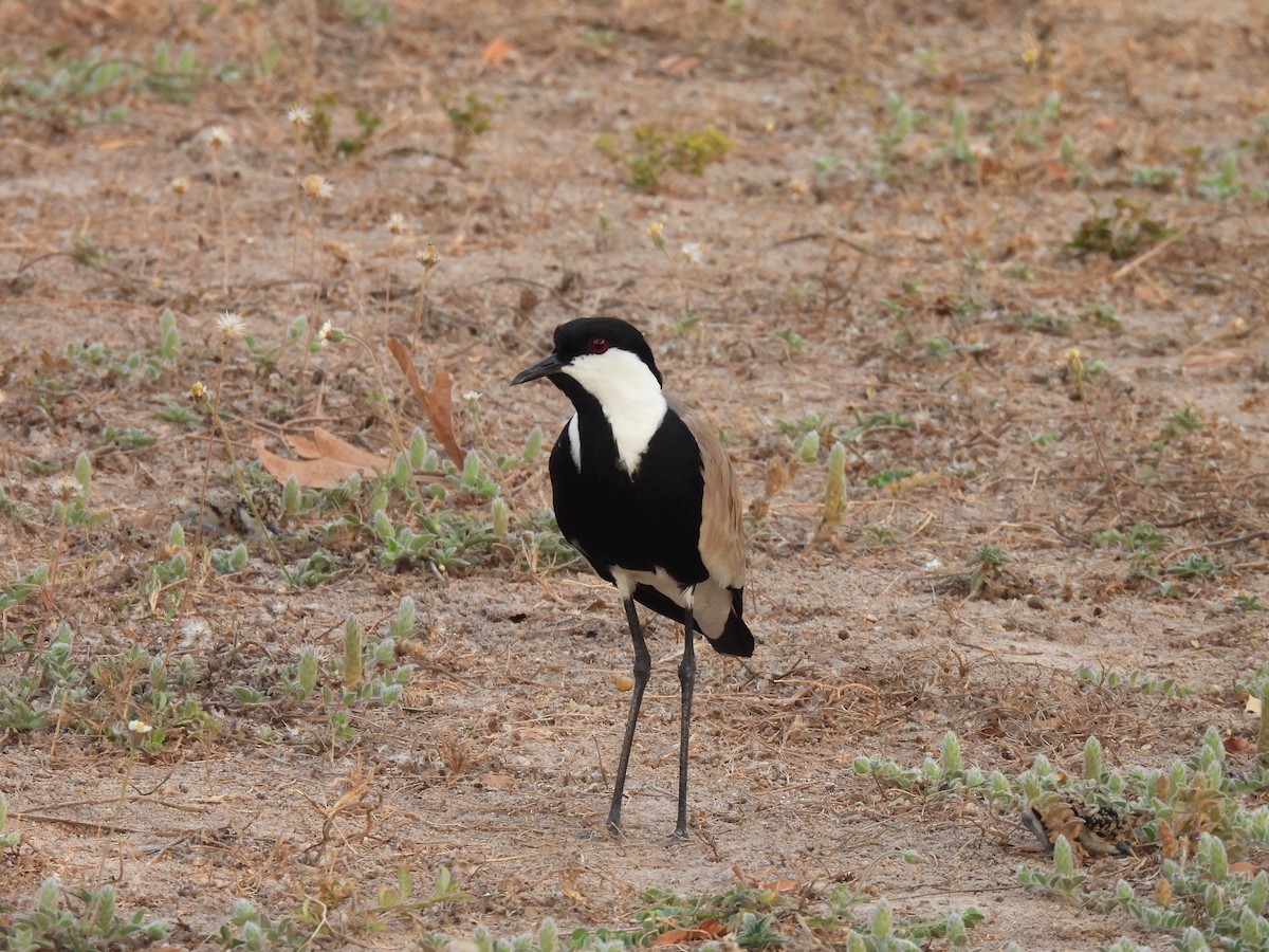 Spur-winged Lapwing - ML619901691