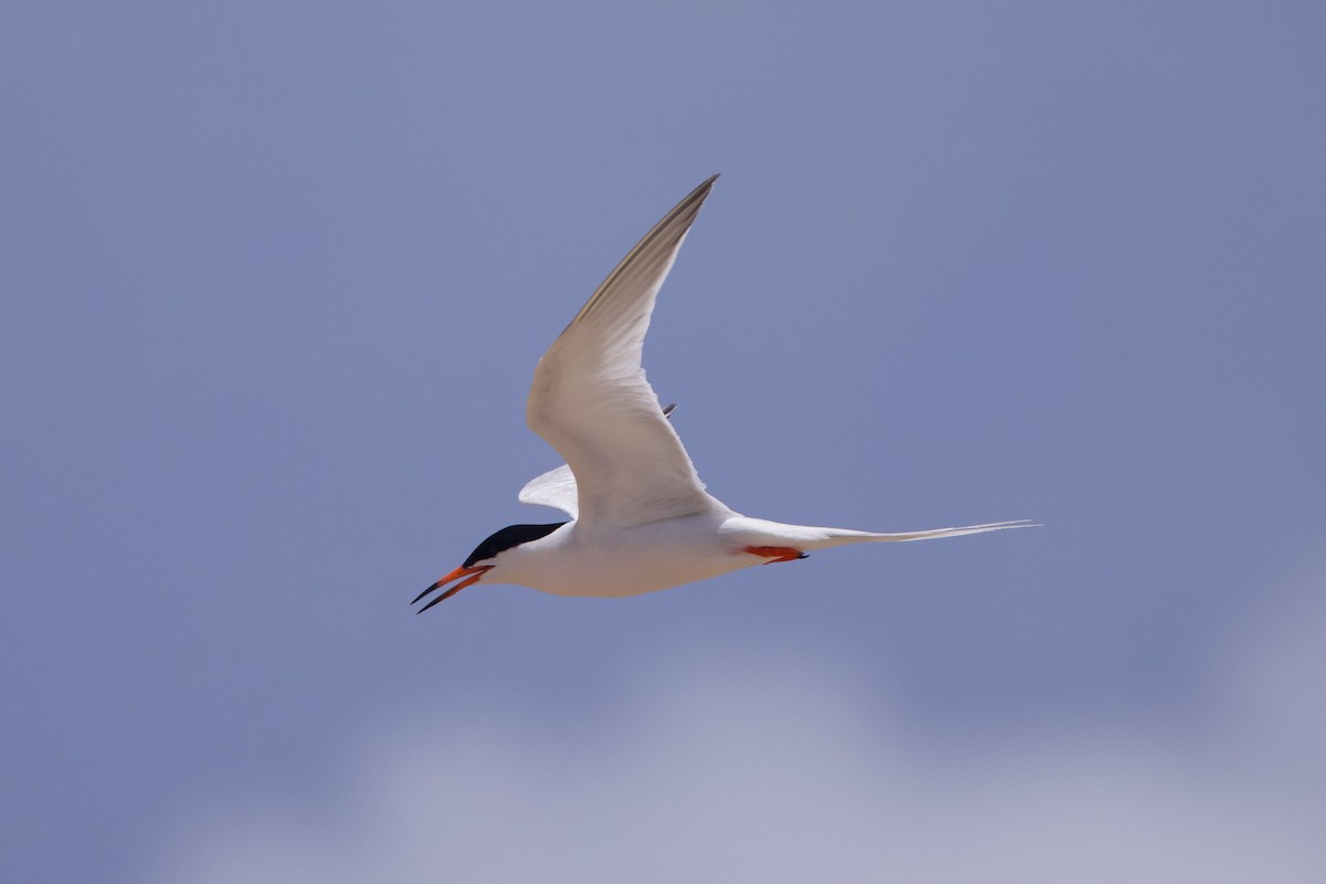 Roseate Tern - ML619901692