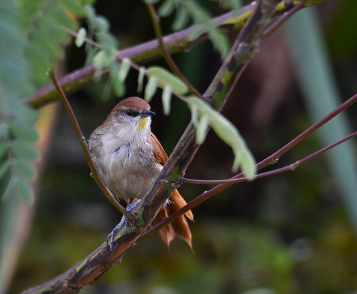 Yellow-chinned Spinetail - ML619901695