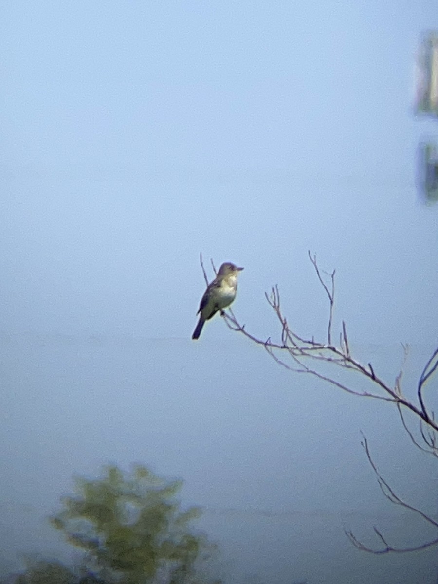 Willow Flycatcher - ML619901698