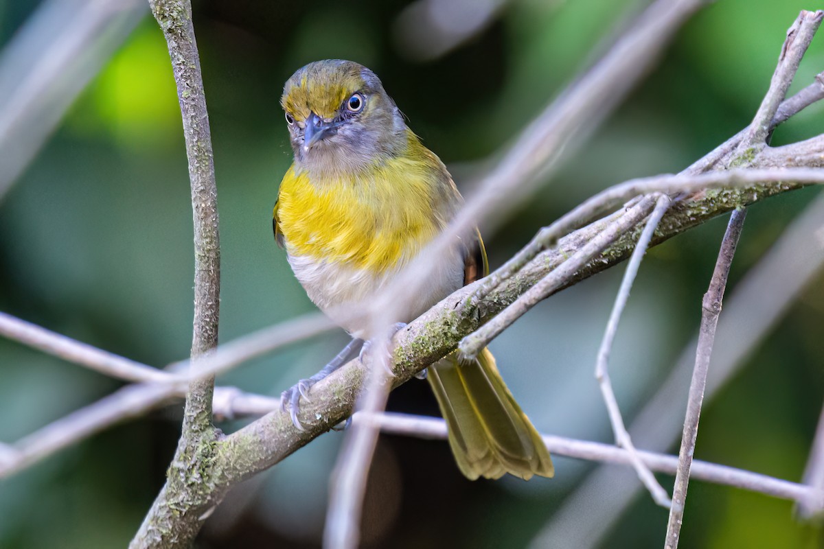 Rio-de-Janeiro-Vireo - ML619901701