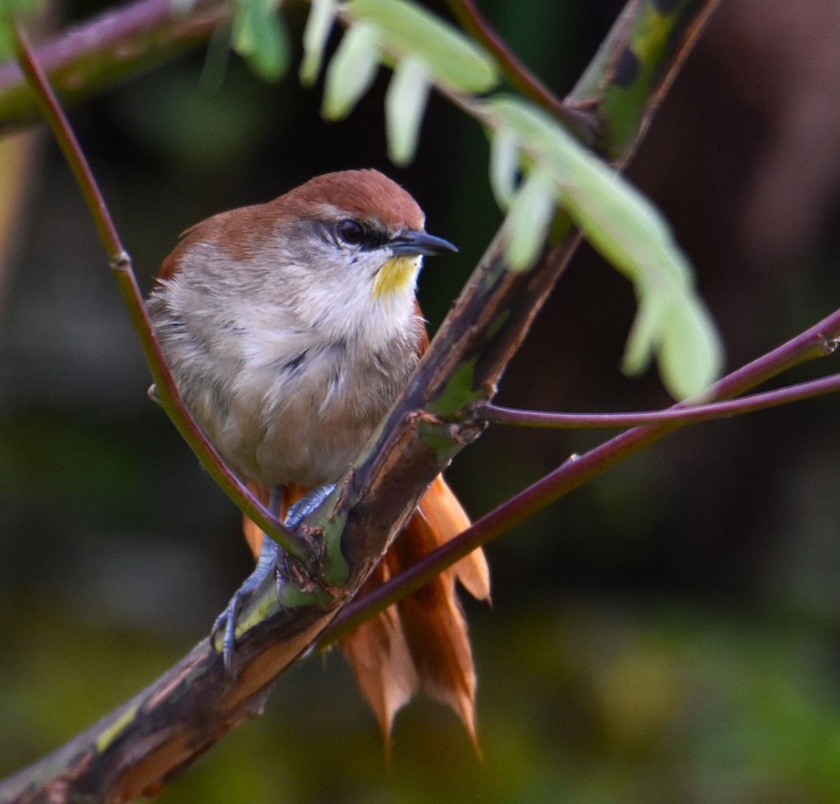 Yellow-chinned Spinetail - ML619901703