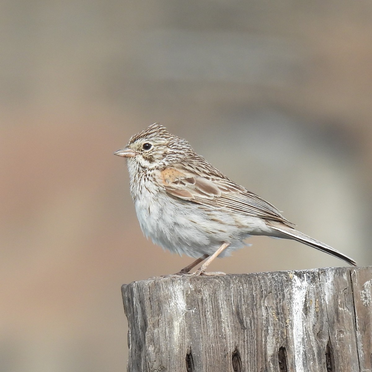 Vesper Sparrow - ML619901705