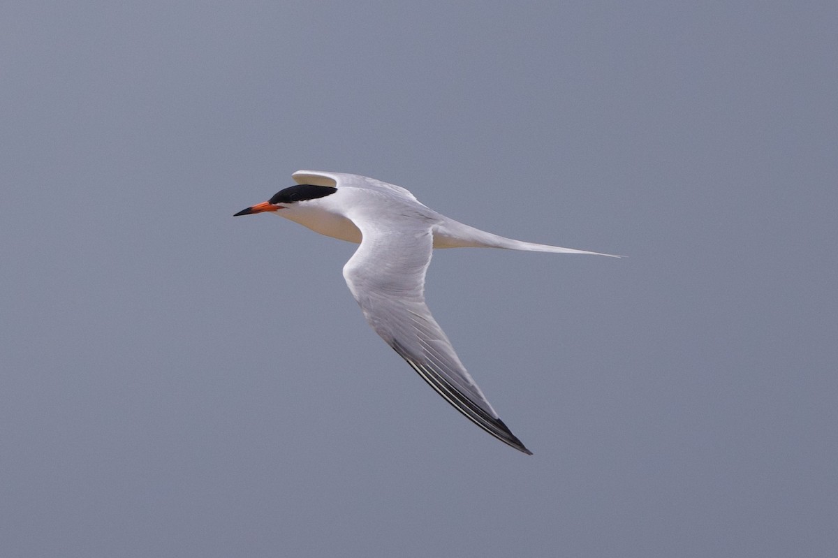 Roseate Tern - ML619901707