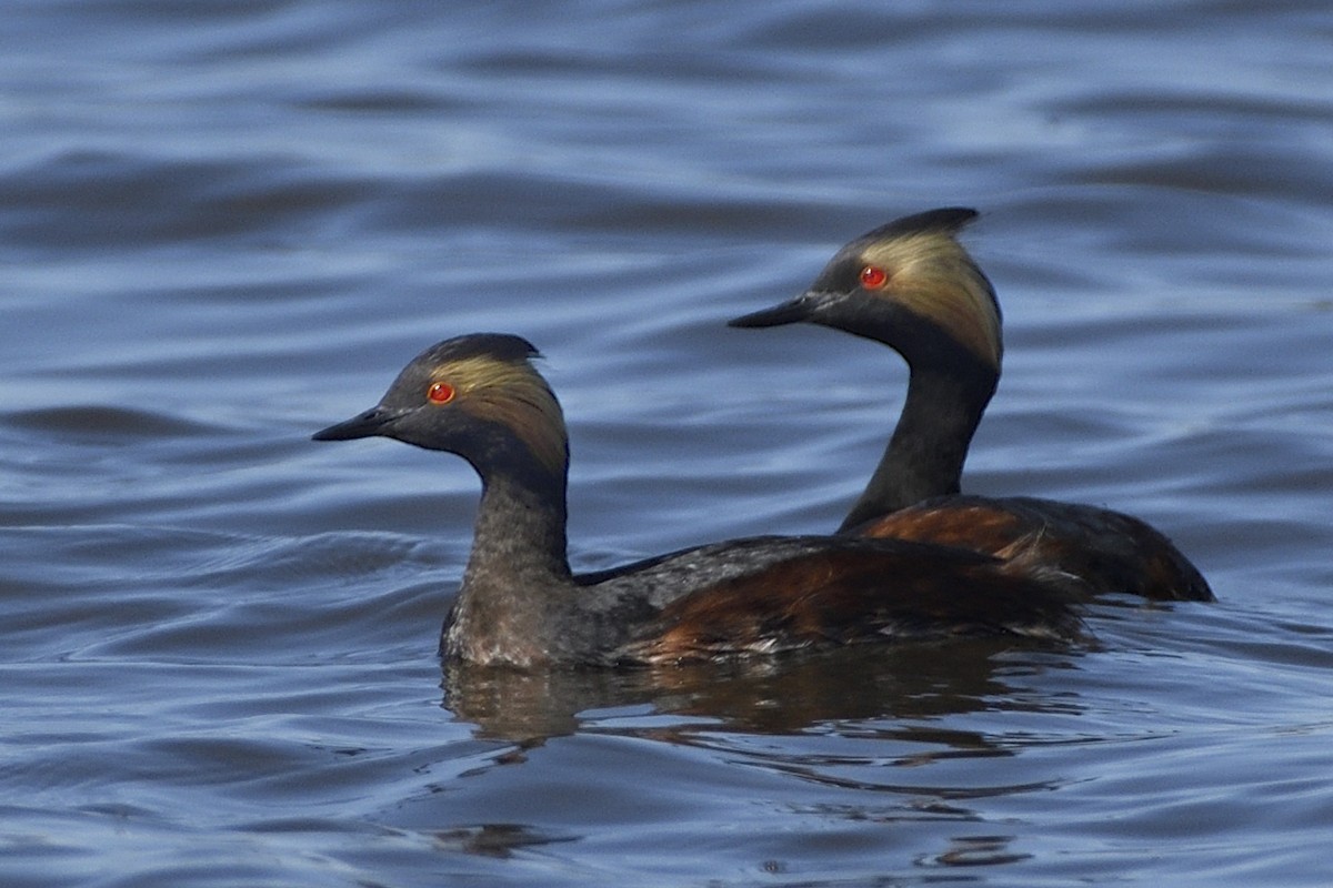 Eared Grebe - ML619901708