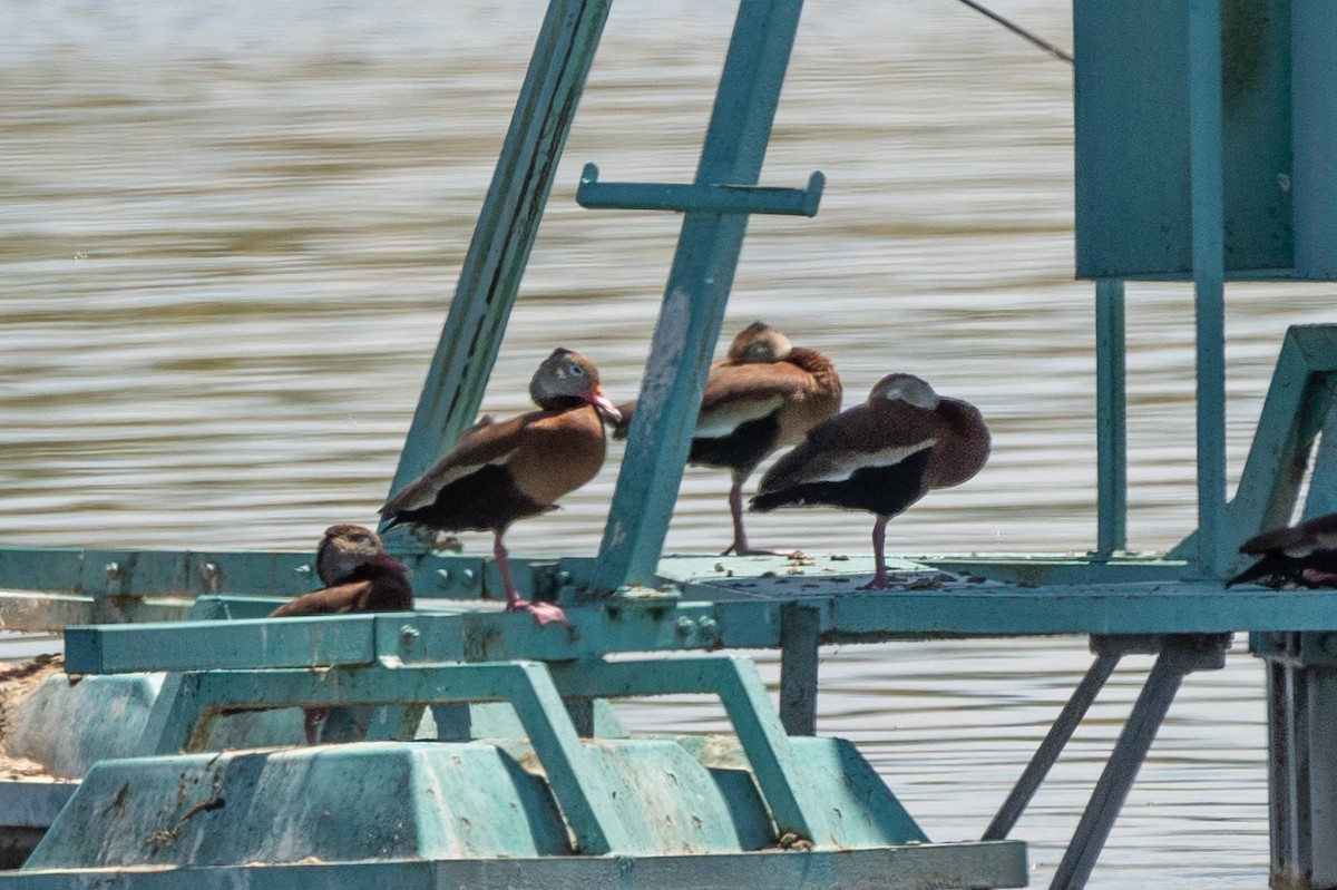 Black-bellied Whistling-Duck - ML619901713