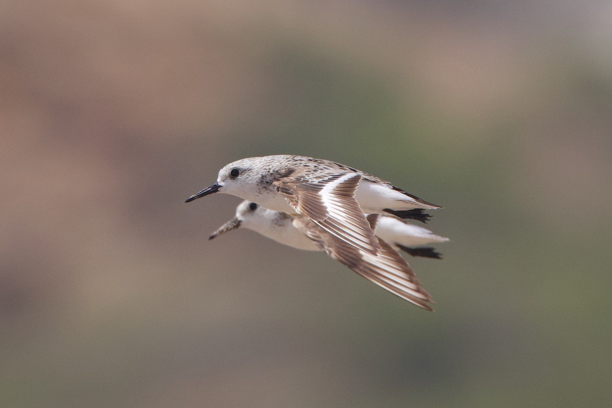 Bécasseau sanderling - ML619901718