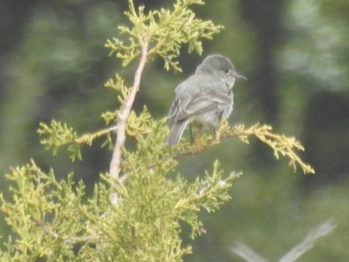 Gray Flycatcher - ML619901730