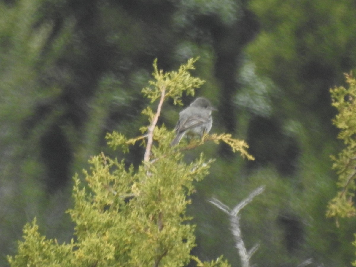 Gray Flycatcher - ML619901731