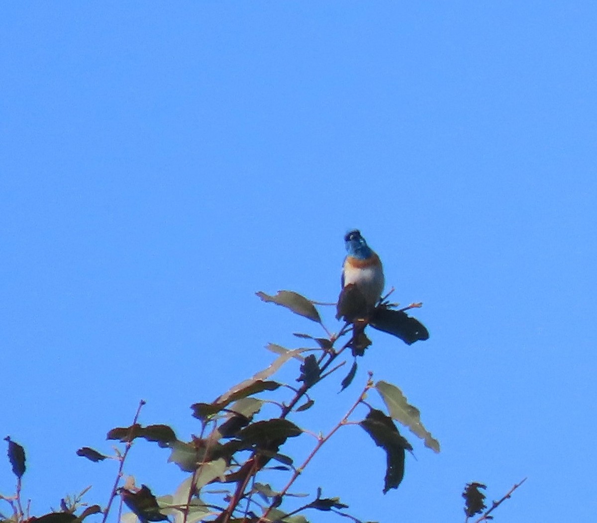 Lazuli Bunting - ML619901742