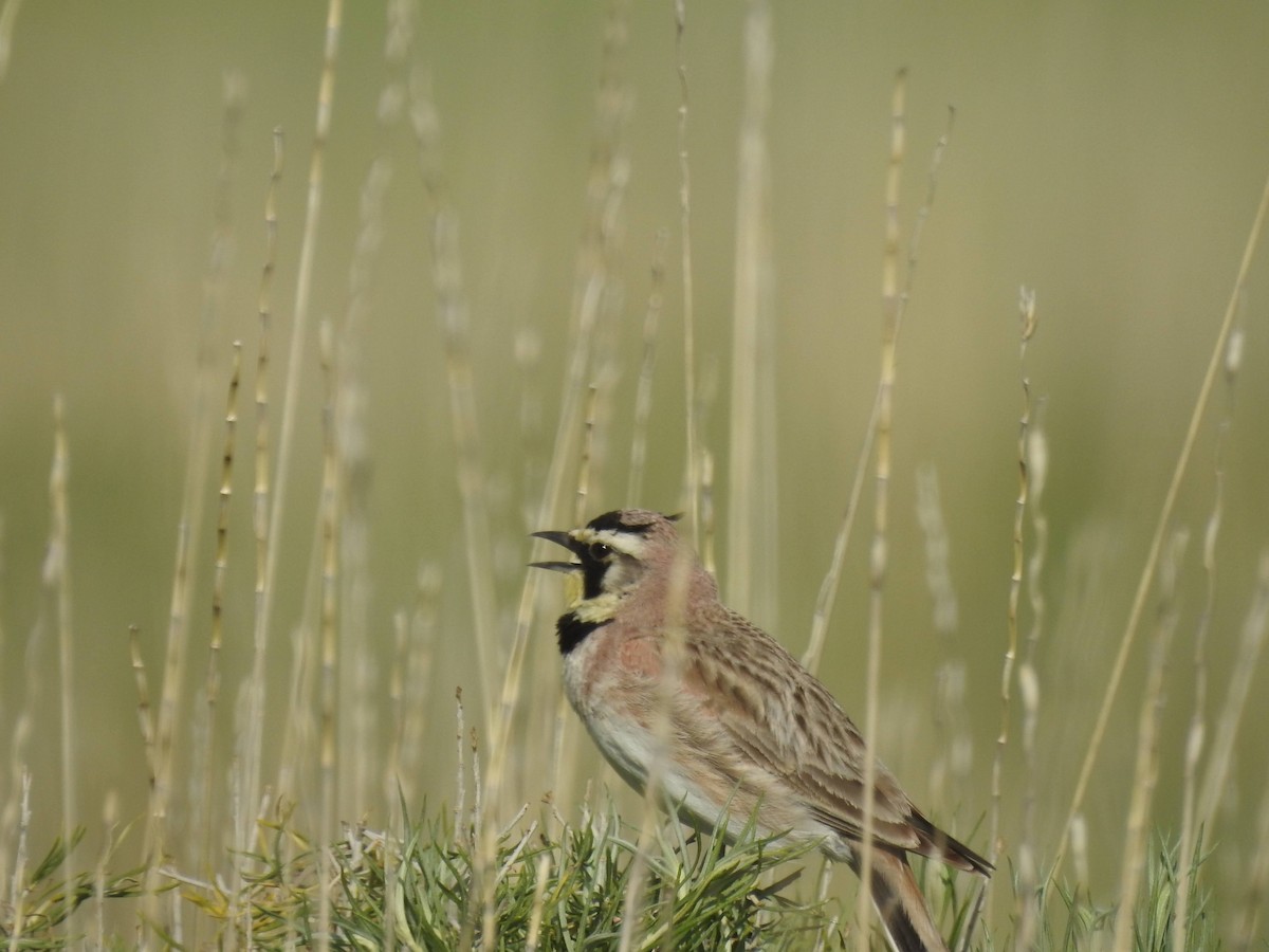 Horned Lark - ML619901744