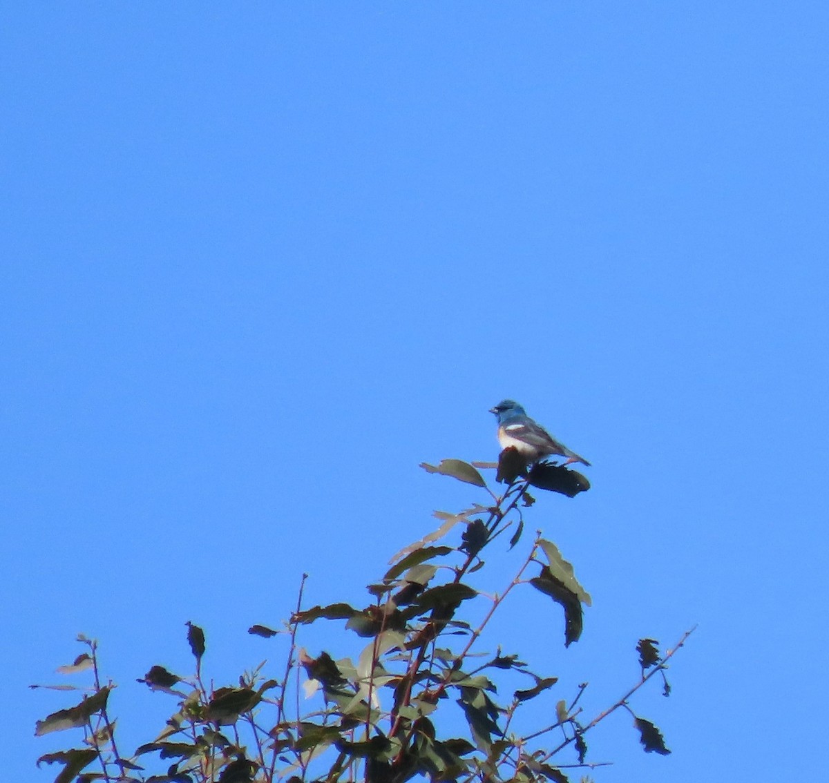 Lazuli Bunting - ML619901745