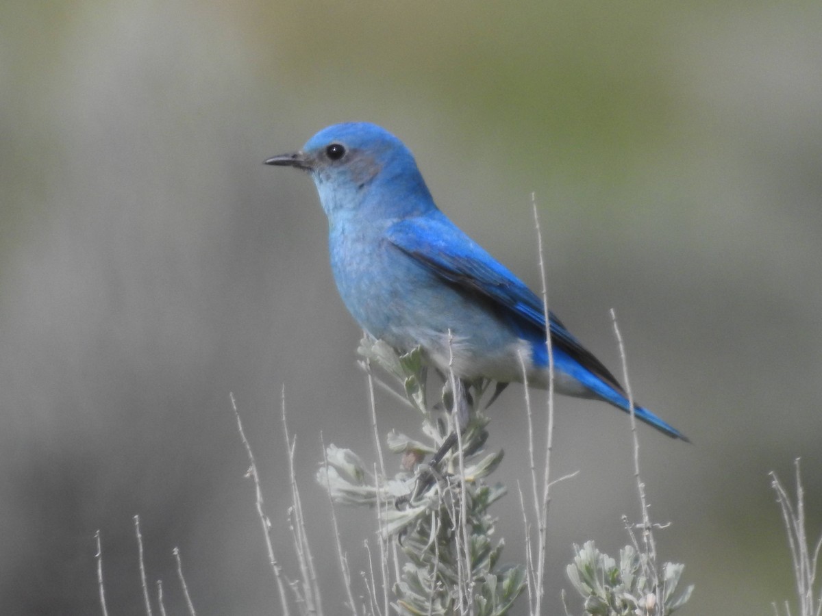 Mountain Bluebird - ML619901761