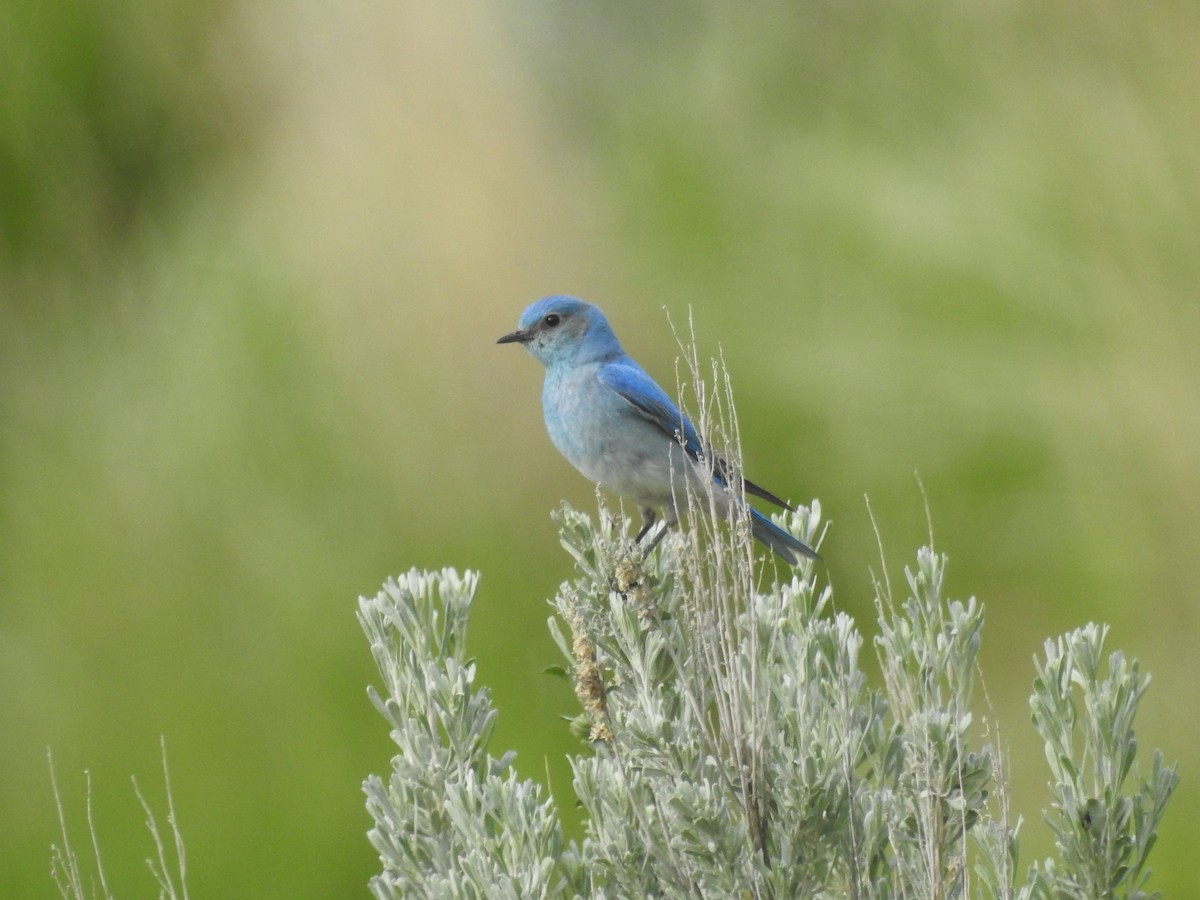 Mountain Bluebird - ML619901762